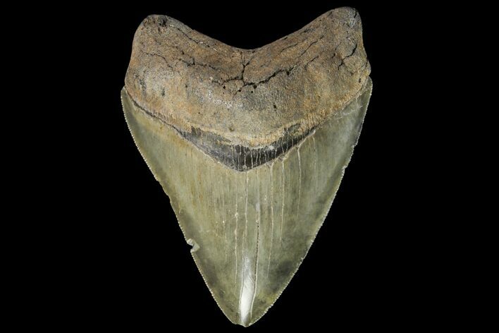 Serrated, Fossil Megalodon Tooth - Georgia #142356